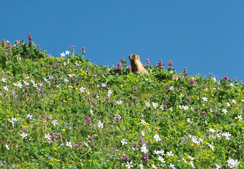 Mormota figyel a virágos mezőn