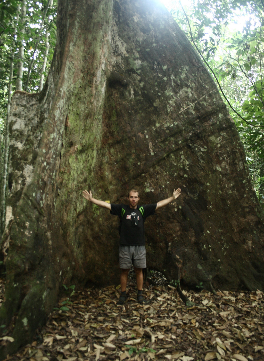 Vastag törzsű fa a Kutai Parkban