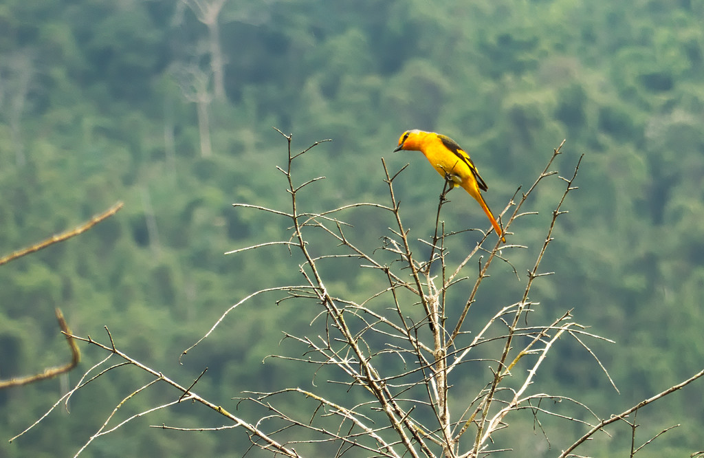 Szép sárga madár a Pha Noy kilátónál