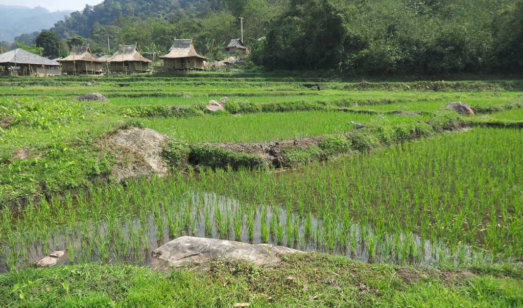 A Nam Kat Resort rizsföldje
