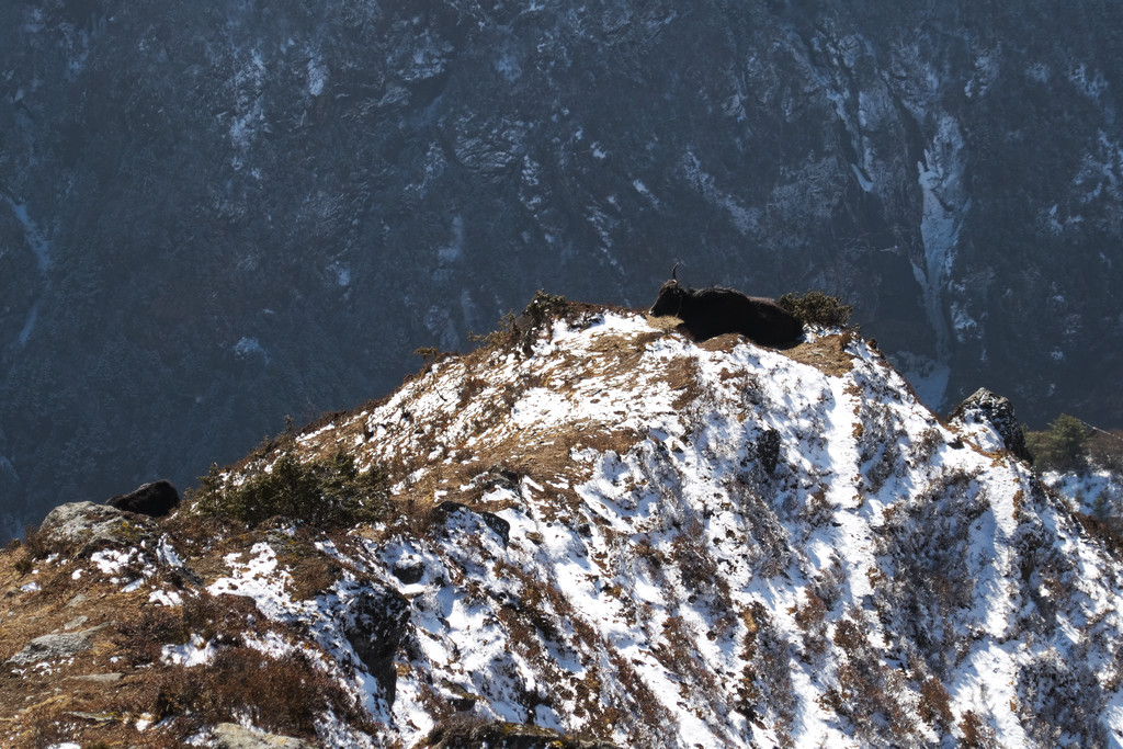 Egy jak a nagy hegyek nézésével tölti pihenőidejét