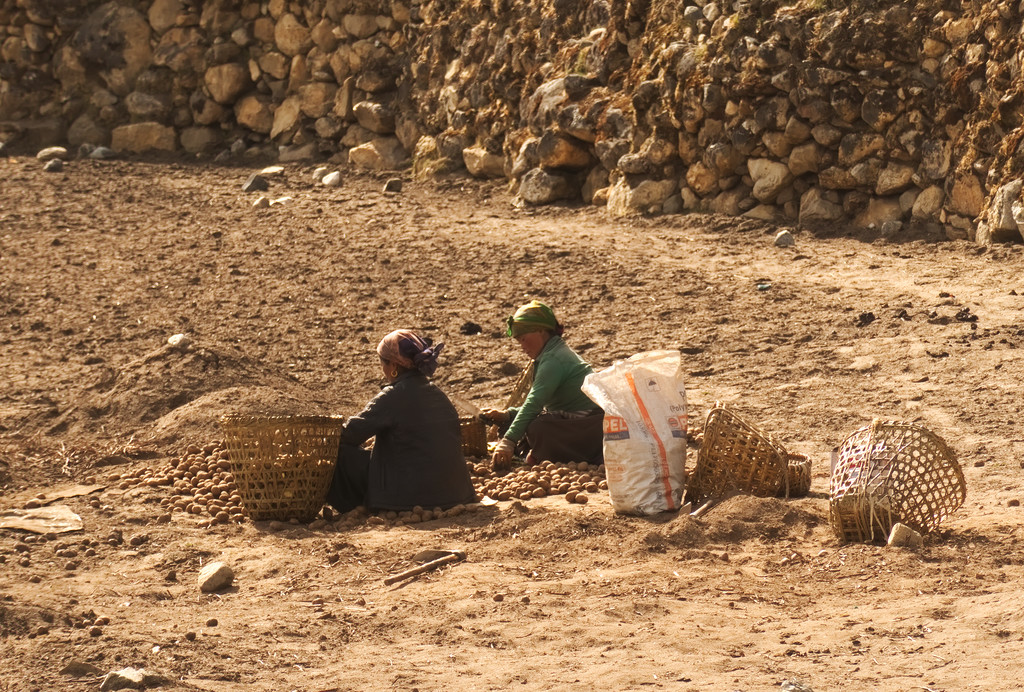 Krumplival dolgozó asszonyok Pangbochében