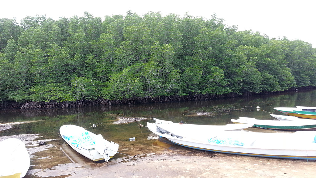 A mangrove erdő a sziget északi részén