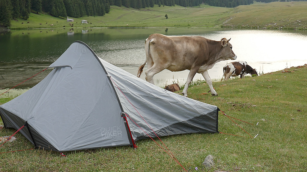 Ez a tehén akarta megenni a sátramat