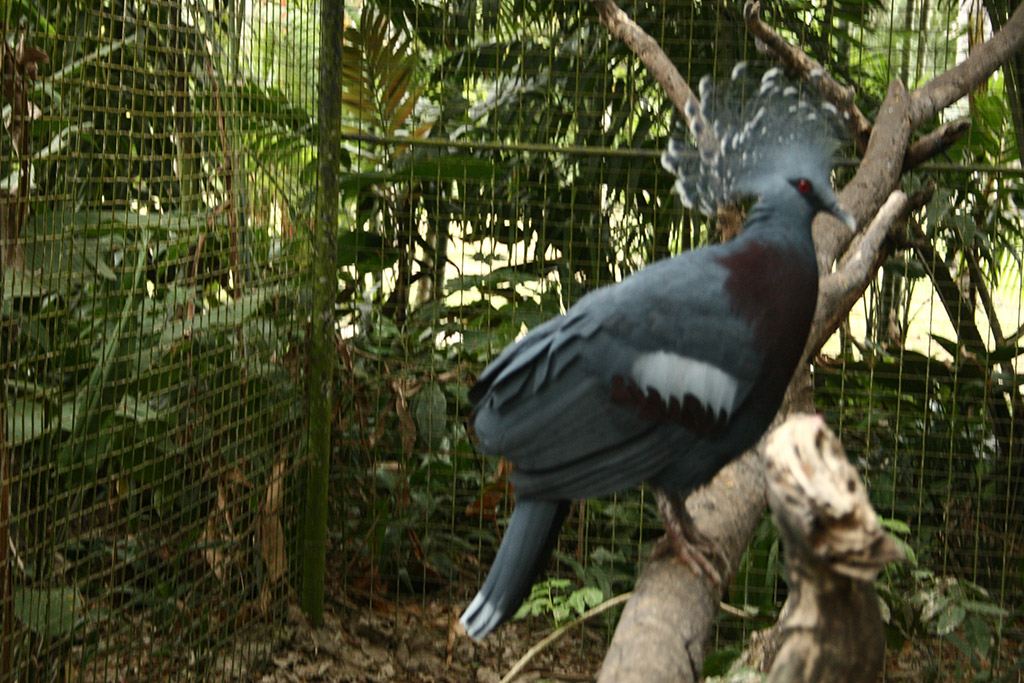 A búgó hangot kiadó mambruk madár