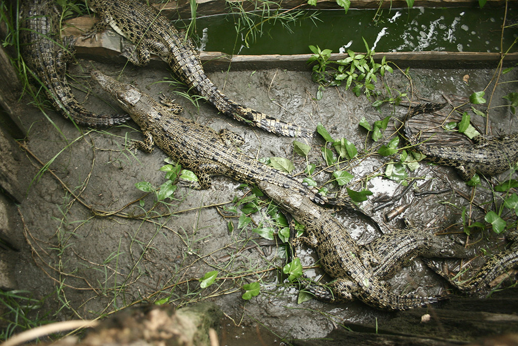 Fiatal krokodilok egyenesen a Sepik folyóból kifogva