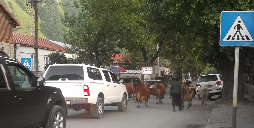 A tehenek is az úton haladnak Grúziában