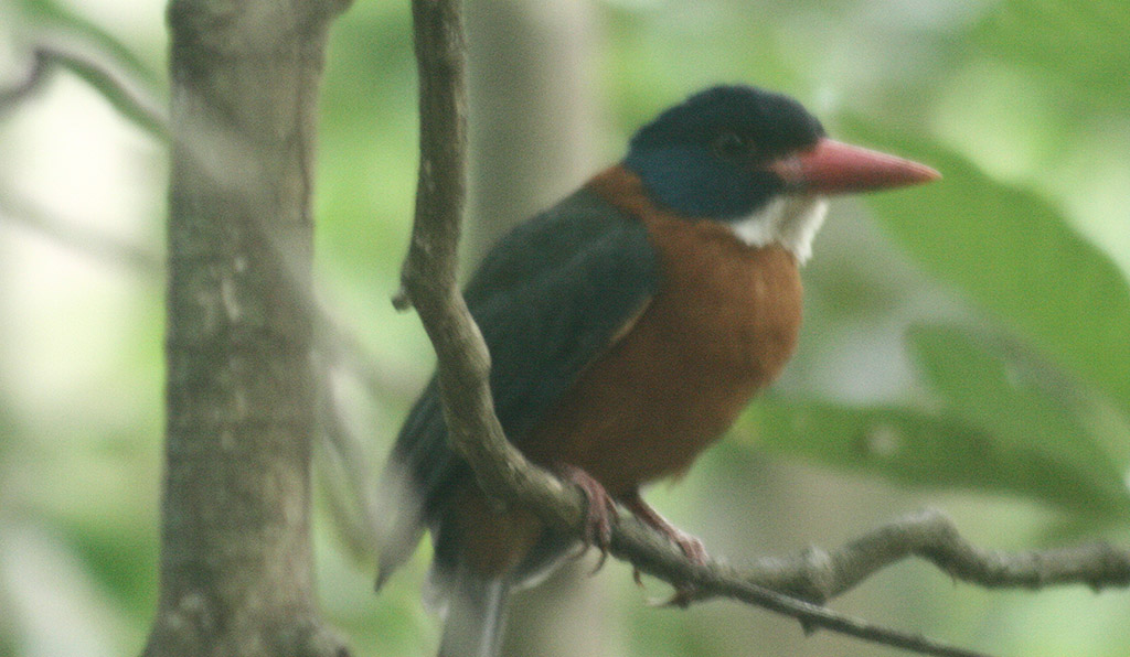 Egy madár üldögél békésen a Tangkoko parkban