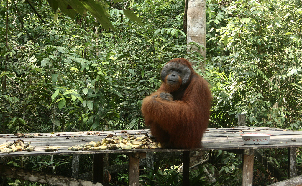Orangután, amint elfogyasztja ebédjét