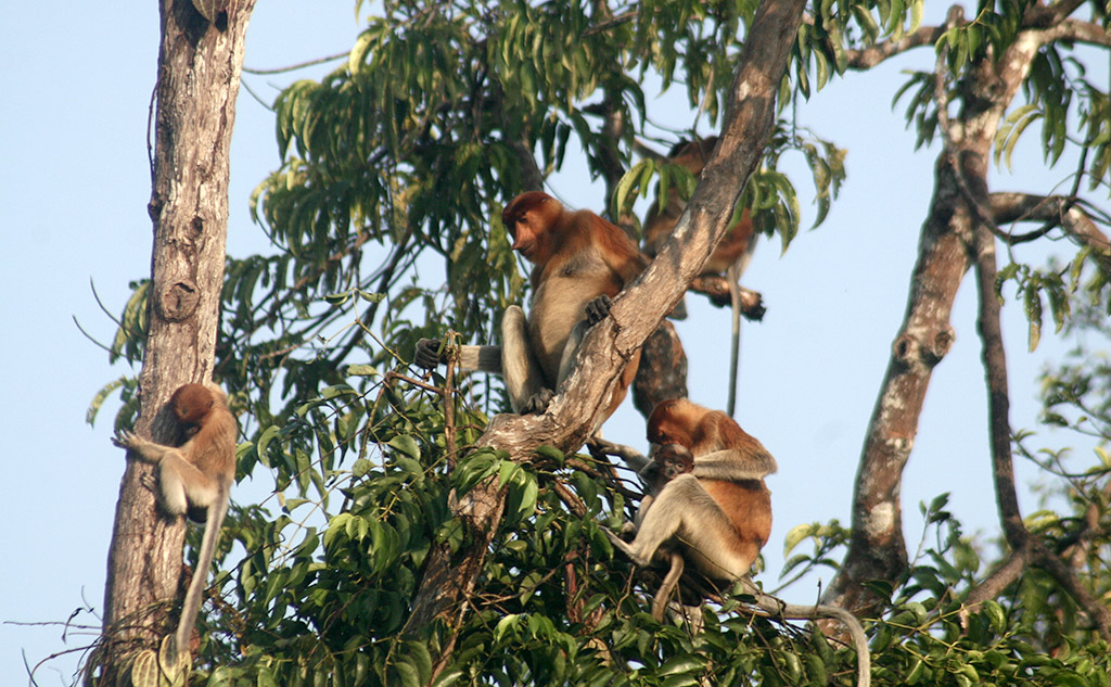 Nagy orrú proboscis majmok ugrándoztak a fákon