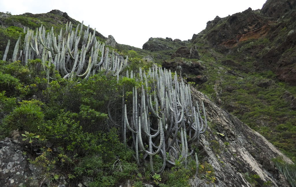 Mindenféle kaktusz van a szigeten